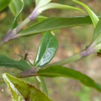 Hedyotis rhinophylla Thwaites ex Trimen